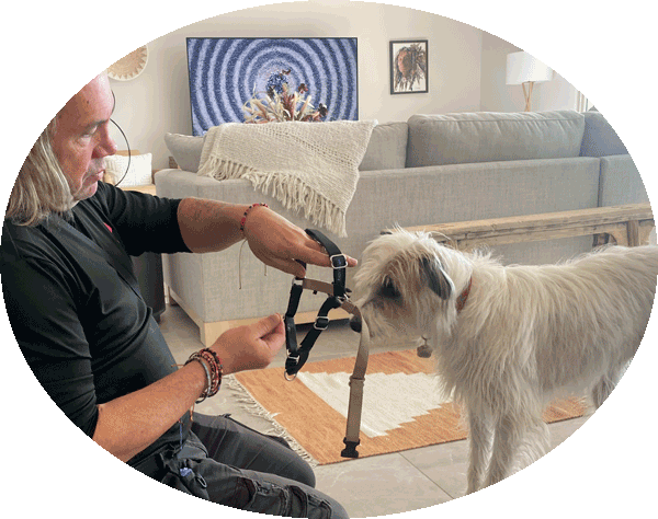 Training in Trust building environment - Pawsitive Affects