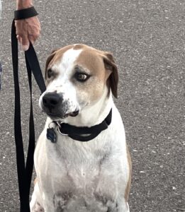 Max - the dog behind the red door